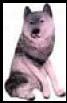 chien-husky